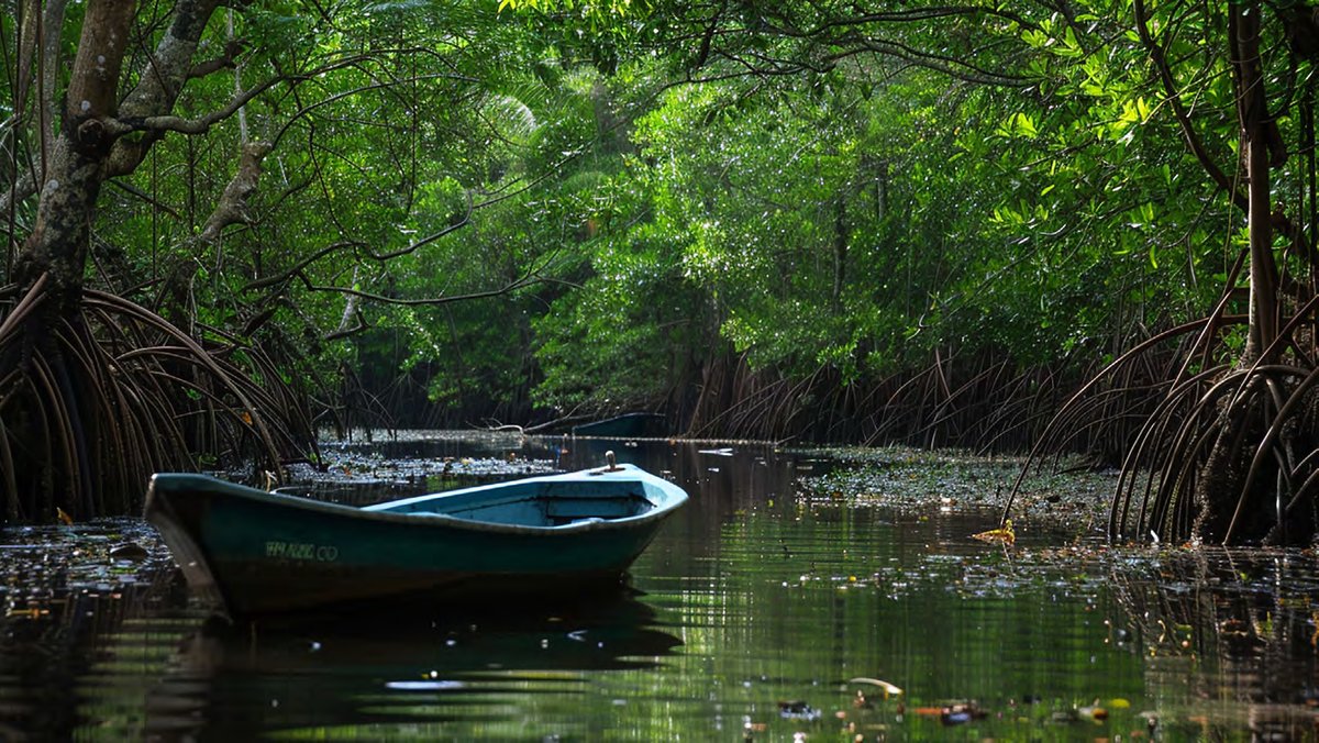 Manglares de San Crisanto